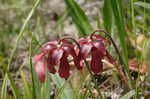 Parrot pitcherplant